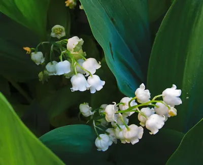 Апрельские цветы: красота природы в высоком разрешении, бесплатно скачать JPG