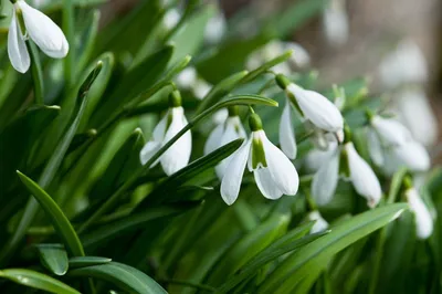 Пленяющие апрельские цветы: коллекция изображений в Full HD разрешении