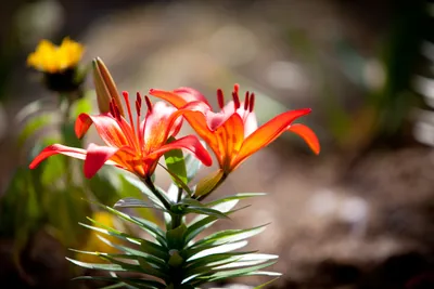 4K фото апрельских цветов: великолепие деталей при скачивании в высоком разрешении