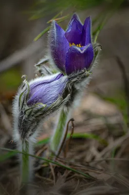 Изысканные апрельские цветы: бесплатные картинки для вас