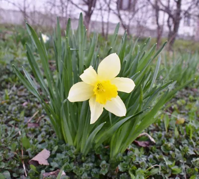 Увлекательные апрельские цветы: наслаждайтесь миром природы на новых фото