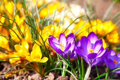 Новые фото апрельских цветов: выбирайте размер и формат для скачивания