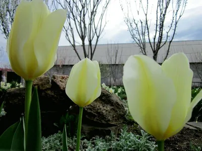 Нежные апрельские цветы: бесплатно скачивайте новые фото