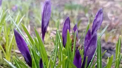 Волшебство апреля: великолепные снимки цветущих растений