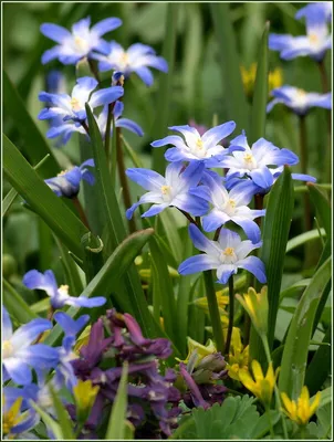 Сказочные апрельские цветы: изображения в HD качестве, бесплатно скачать