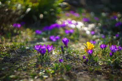 Весенний феерверк цветов: впечатляющие фото апрельской природы