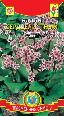 Картинка бадана цветов, которую можно использовать в качестве обоев на макбуке.