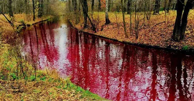 Погрузитесь в мир Багровый цвет с нашими фотографиями в 4K разрешении