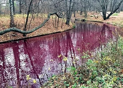 Роскошь багровых цветов на фотоснимках