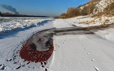 Багровый цвет во всей своей красе - бесплатные фото для загрузки