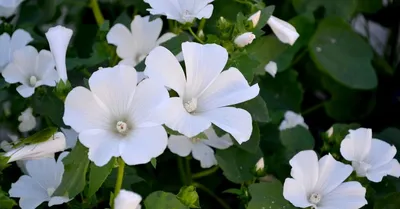 Белые садовые цветы названия и фотографии