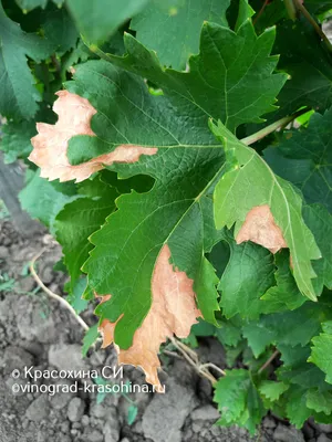 Обои на телефон с фотографиями болезней листьев винограда