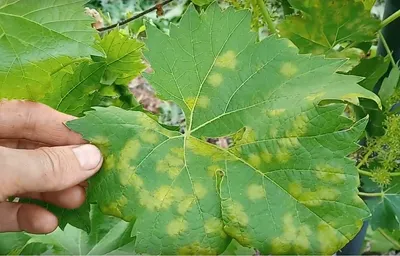 Больных листьев винограда