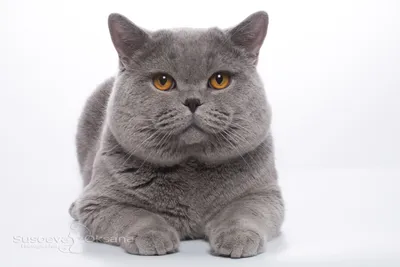 Британских котов серого цвета фотографии