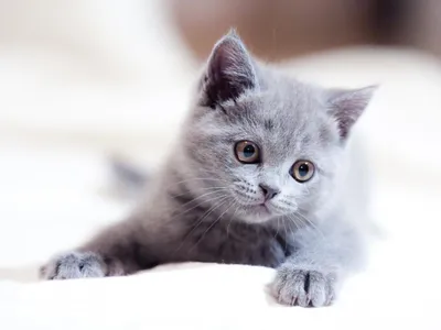 Чарующие британские серые коты: новые фотографии с возможностью выбора размера и формата для скачивания