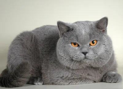 Фото британских серо-цветных котят: предлагаемые обои и картинки в HD качестве для скачивания