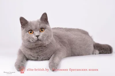 Портреты британских серых кошек: бесплатные фото с возможностью выбора формата (JPG, PNG, WebP) и скачивания