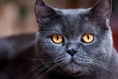Британские серо-цветные коты нашего времени: скачивайте новые фото бесплатно в различных форматах