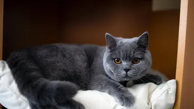 Фото Британские серо-цветные коты: бесплатно скачивайте изображения высокого качества в разных разрешениях