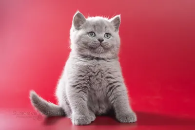 Изящество серо-цветных британских котов на фото: выберите размер и формат (JPG, PNG, WebP) для скачивания