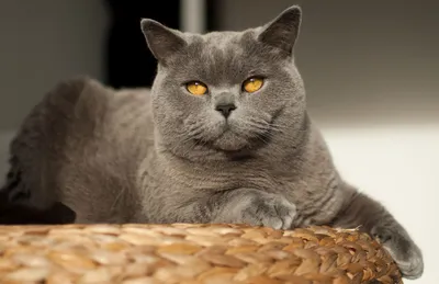 Изящные британские серо-цветные коты: новые фото высокого разрешения для скачивания бесплатно