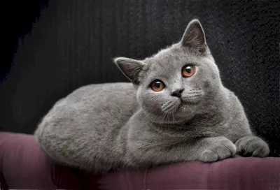 Фотографии британских серых кошек: разнообразие изображений для скачивания в различных форматах (PNG, JPG, WebP)