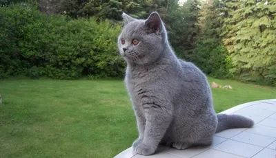 Соблазнительные фото серо-цветных британских котов: бесплатно загружайте изображения в HD качестве