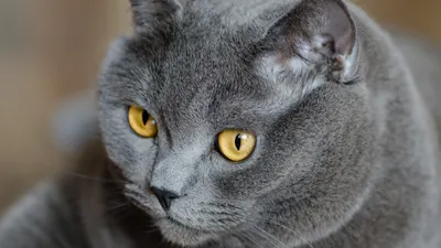 Британские серо-цветные коты на фото: выбирайте формат (JPG, PNG, WebP) и размер для скачивания в свободном доступе