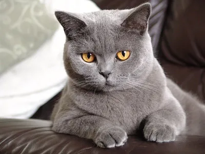 Шикарные фото британских серо-цветных котят: разнообразные изображения для скачивания в HD, Full HD, 4K качестве