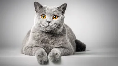 Фото британских серых кошек: бесплатно скачивайте новые картинки в форматах JPG, PNG, WebP