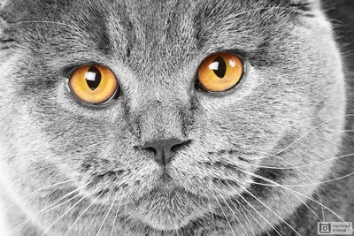 Великолепные фото британских серых кошек: выберите формат (JPG, PNG, WebP) и скачайте изображение бесплатно