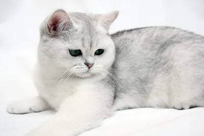Красота серого: удивительные фото британских котов