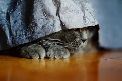 Очарование серого: фотографии восхитительных британских котят