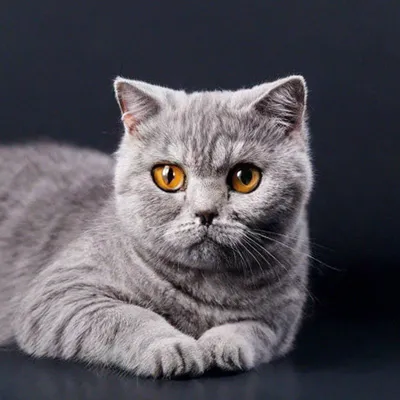 Серое обаяние: уникальные кадры британских кошек серого окраса