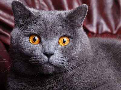 Магия серей: фотографии удивительных британских кошек серого оттенка