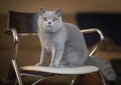 Серебристые мурлыки: захватывающие фото британских котов серого окраса