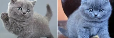 Пленительные серые кошки: впечатляющие снимки британских кошек