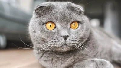 Загадочность серого: уникальные фотографии британских котов серого цвета