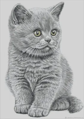 Величие серого: впечатляющие снимки элегантных британских котов