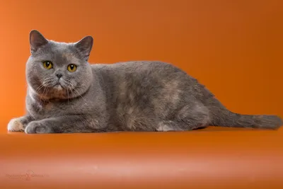 Ослепительное серебро: фото прекрасных британских котят