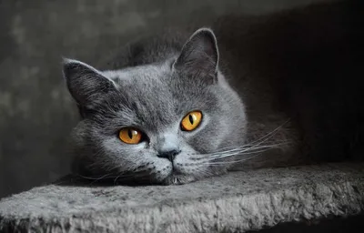 Совершенство серого: захватывающие кадры британских котов серого цвета