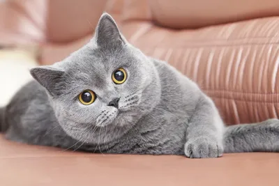 Мягкость серого: потрясающие снимки прелестных британских котят