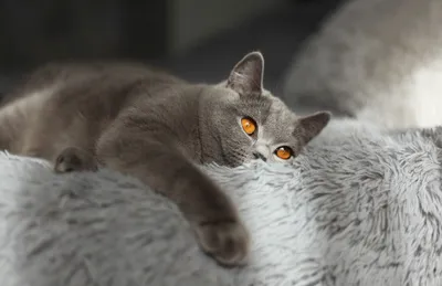 Британские серо-цветные коты на фото: широкий выбор обоев для скачивания в хорошем качестве (HD, Full HD, 4K)