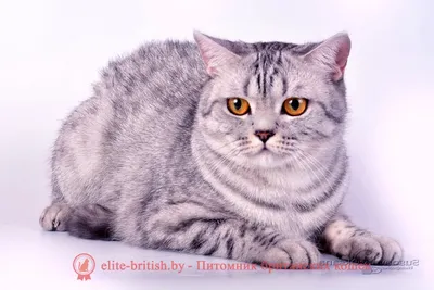 Пышность серебра: фотографии великолепных британских котов серого окраса