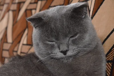 Очаровательные серые кошки: захватывающие фото британских кошек