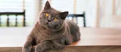 Серый шик: уникальные кадры британских котов серого цвета