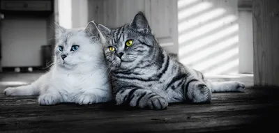 Восхитительная серость: фотографии чудесных британских котов серого оттенка