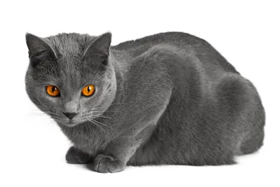 Грация серебра: невероятные снимки британских котят серого цвета