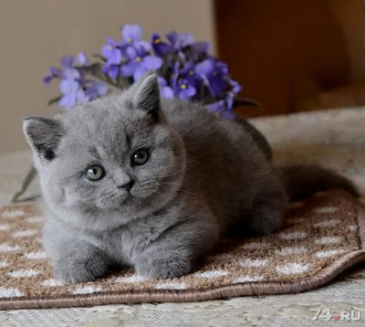 Замечательные изображения серых британских котов