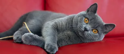 Фото британских серых кошек: лучшие изображения в формате PNG для бесплатного скачивания